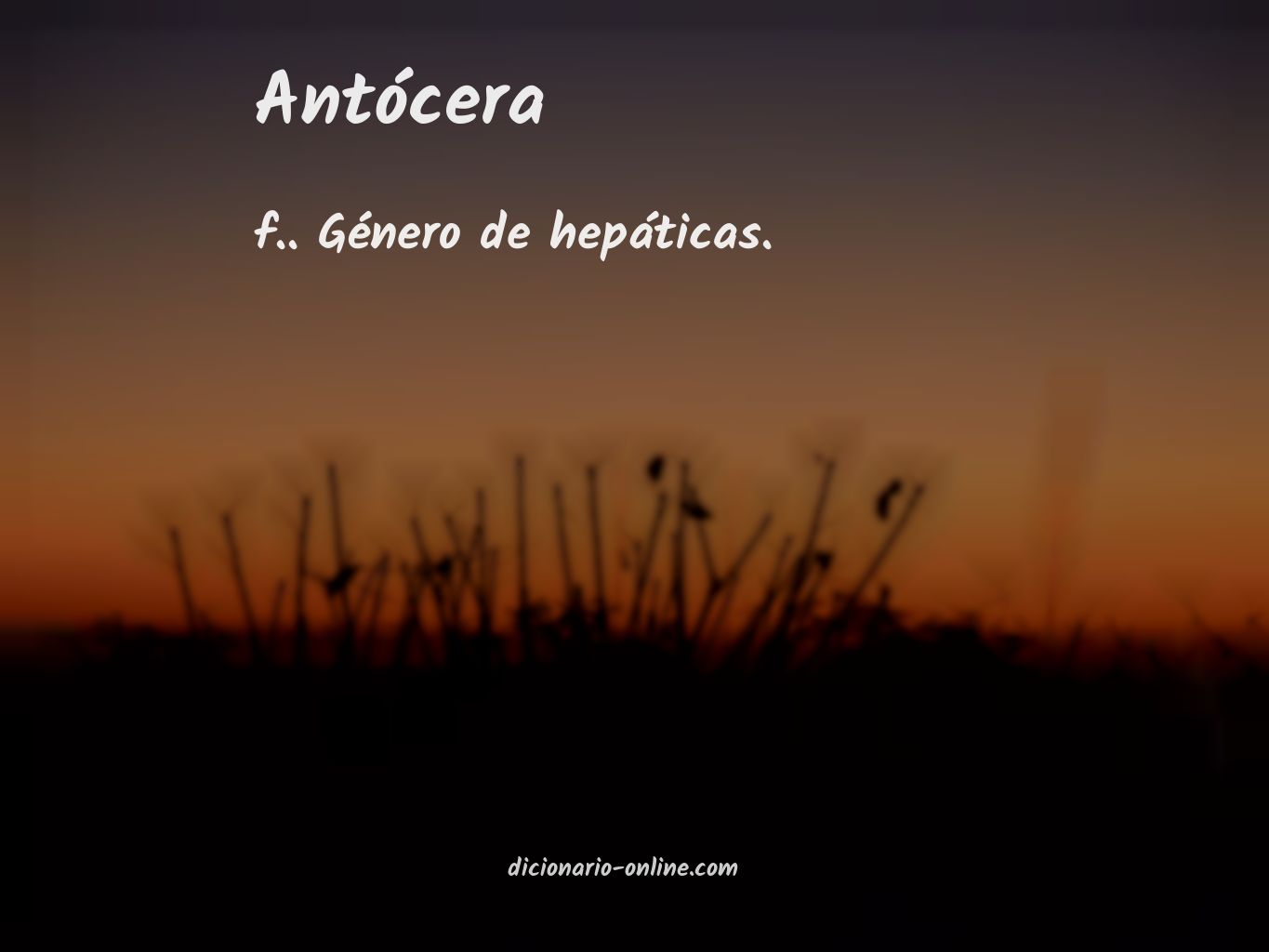 Significado de antócera