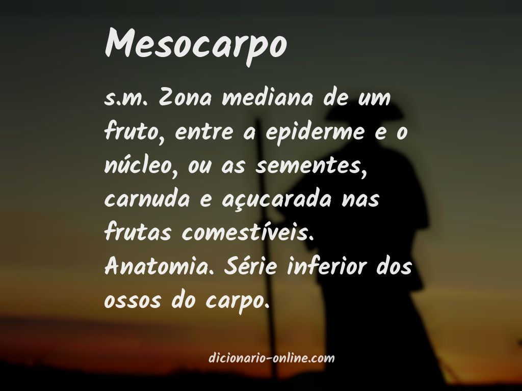 Significado de mesocarpo