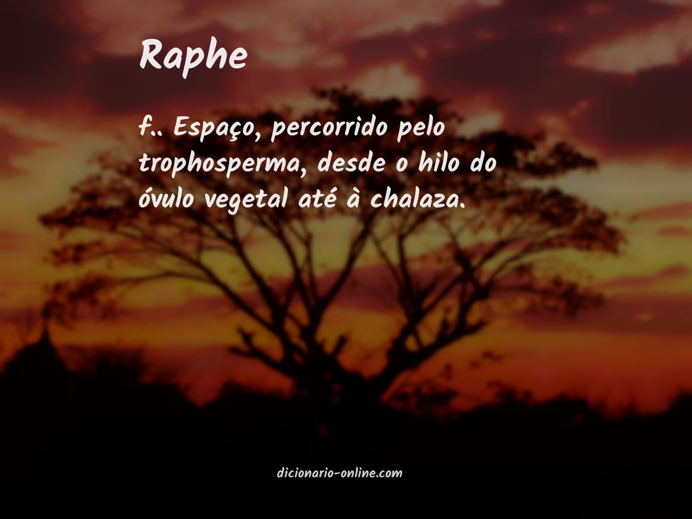 Significado de raphe