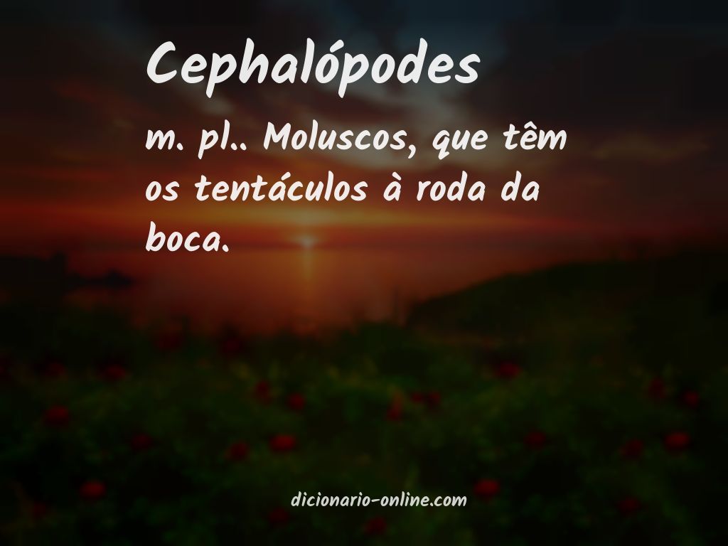 Significado de cephalópodes