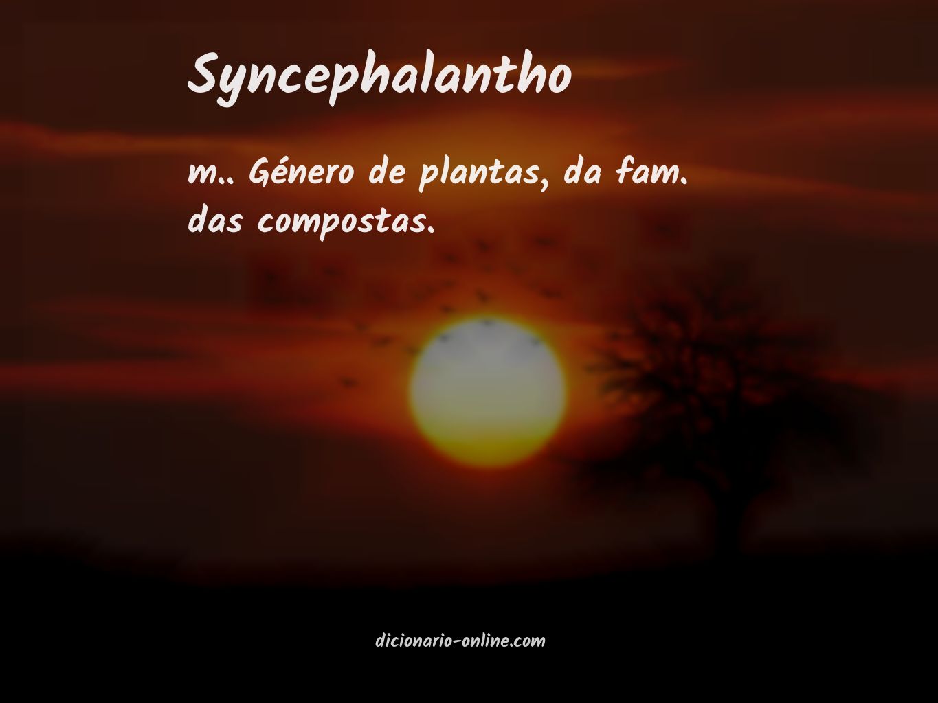 Significado de syncephalantho