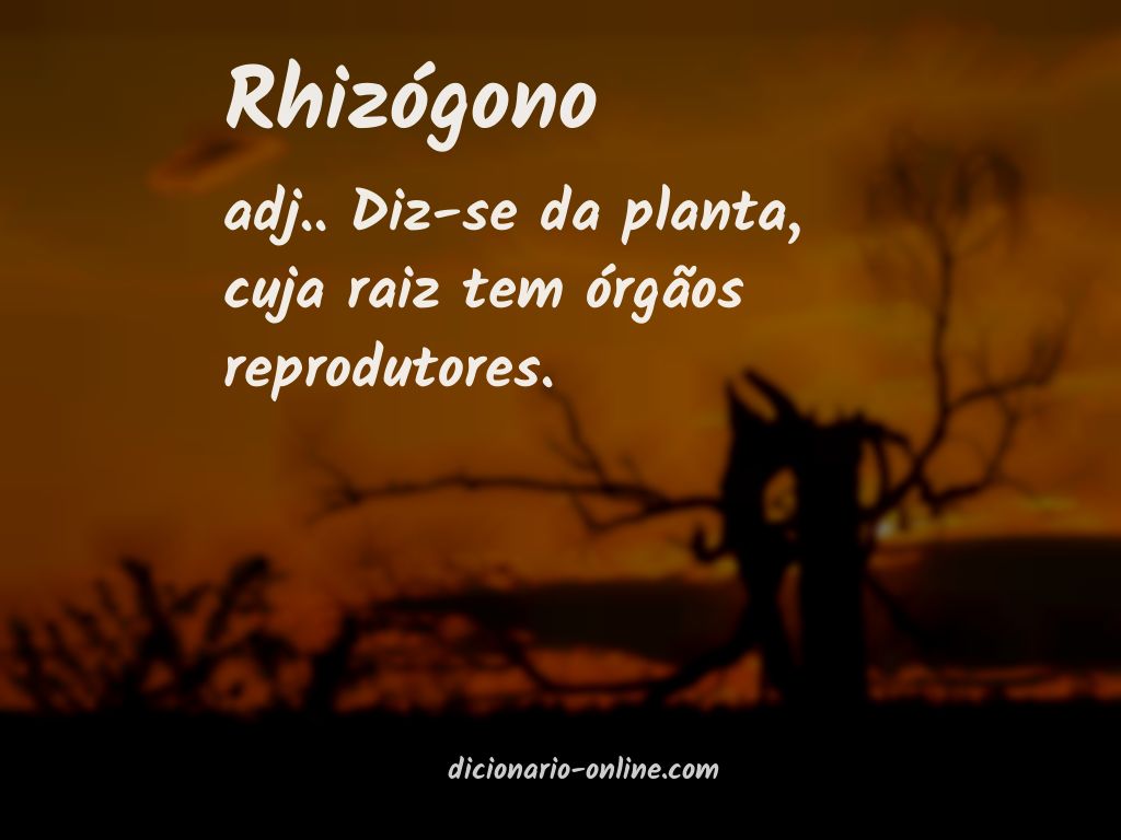 Significado de rhizógono