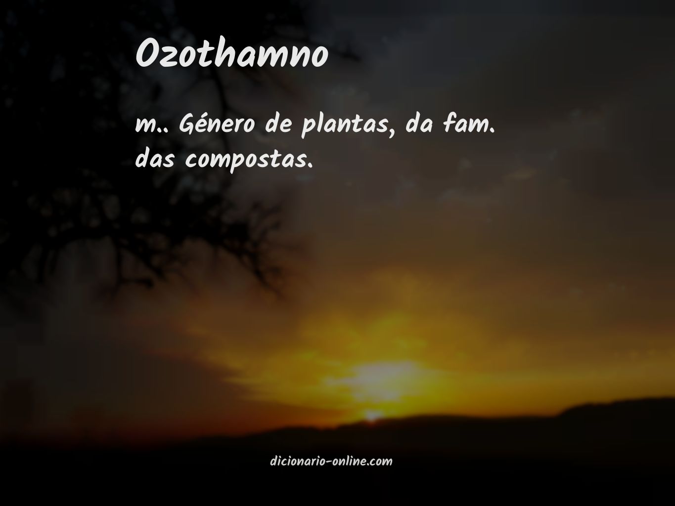 Significado de ozothamno