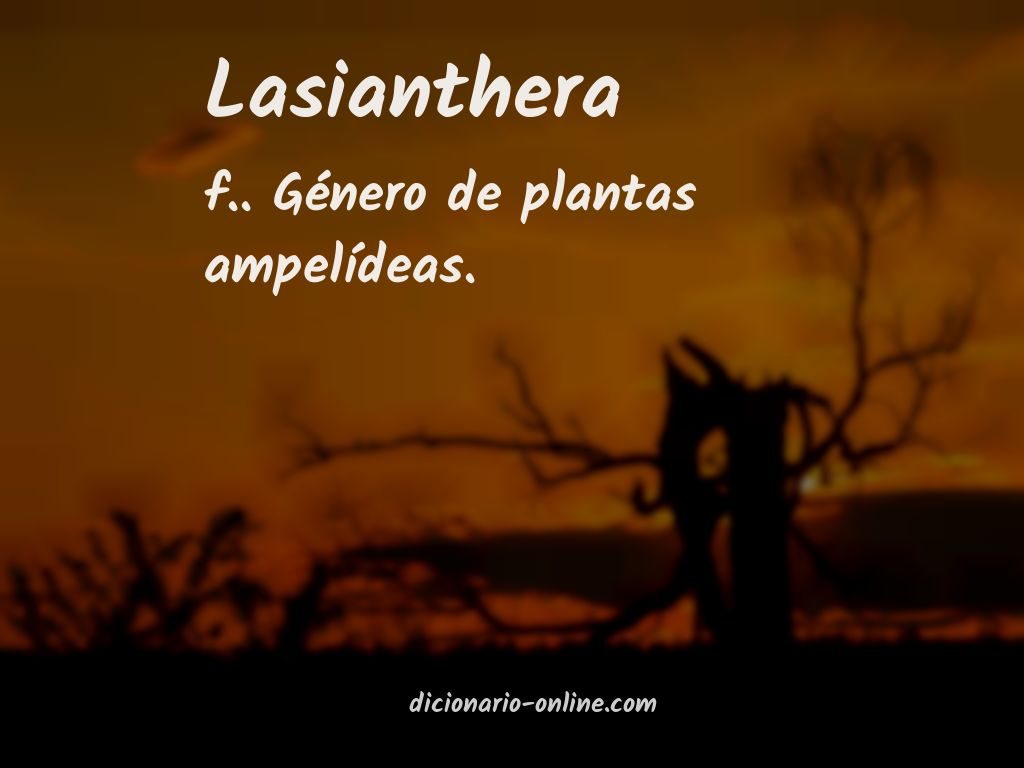 Significado de lasianthera