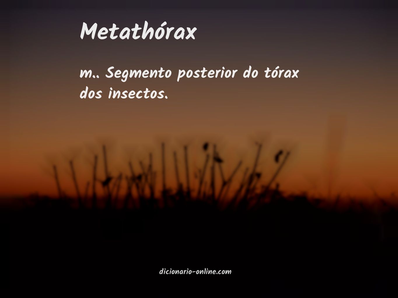 Significado de metathórax
