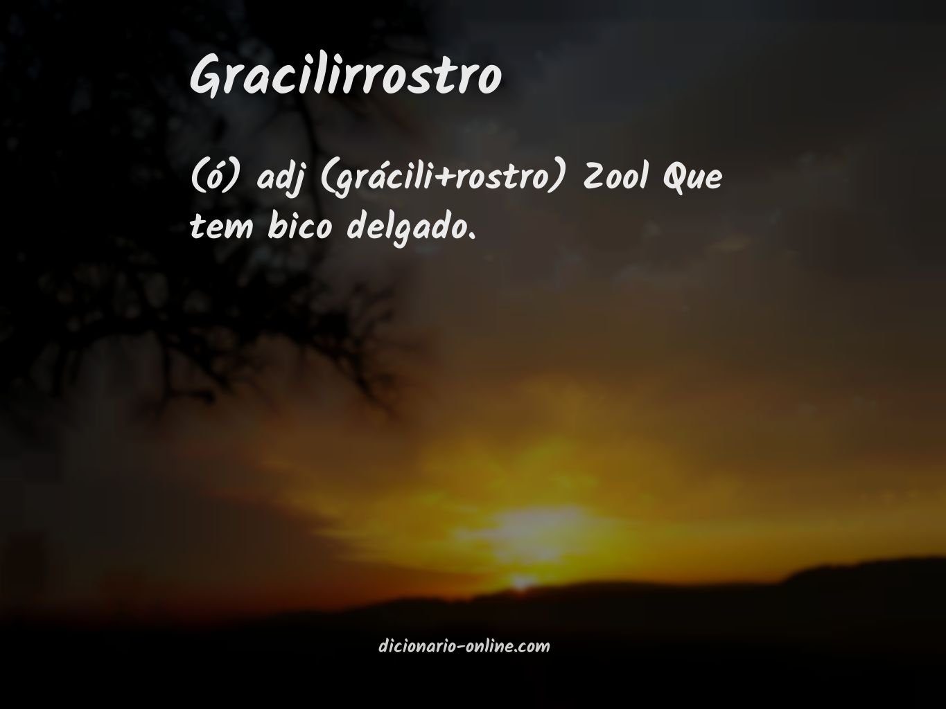 Significado de gracilirrostro