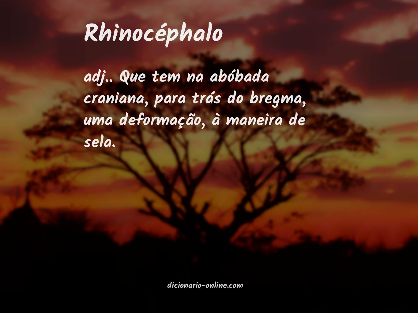 Significado de rhinocéphalo