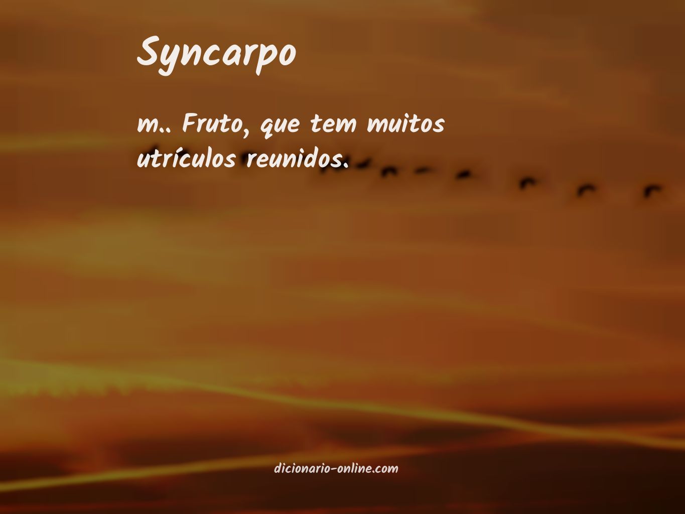 Significado de syncarpo