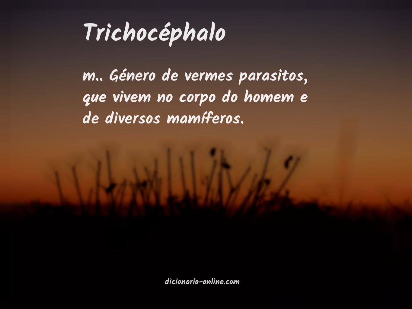 Significado de trichocéphalo