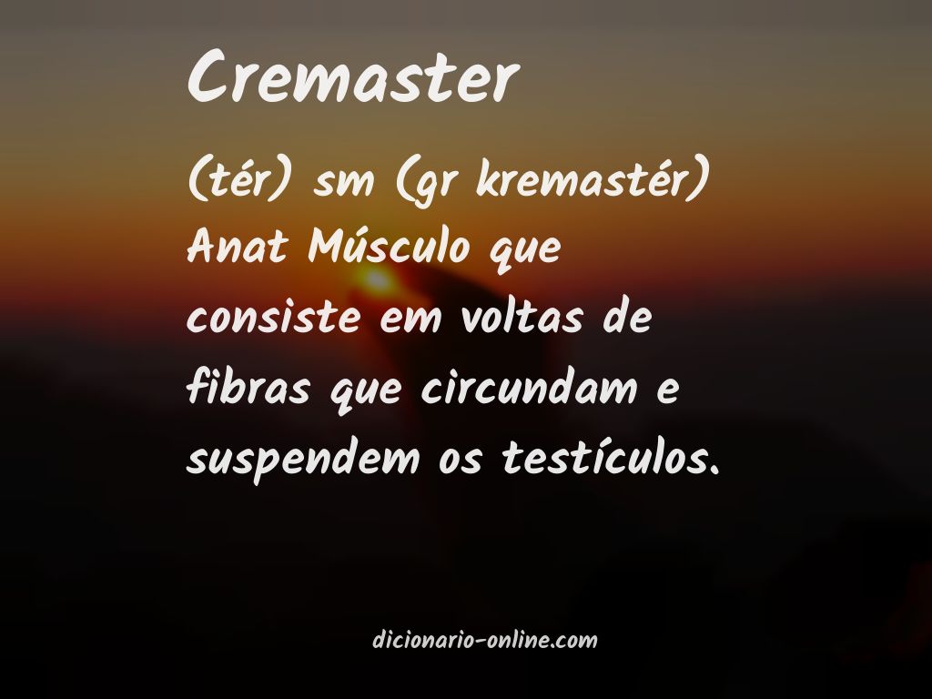 Significado de cremaster