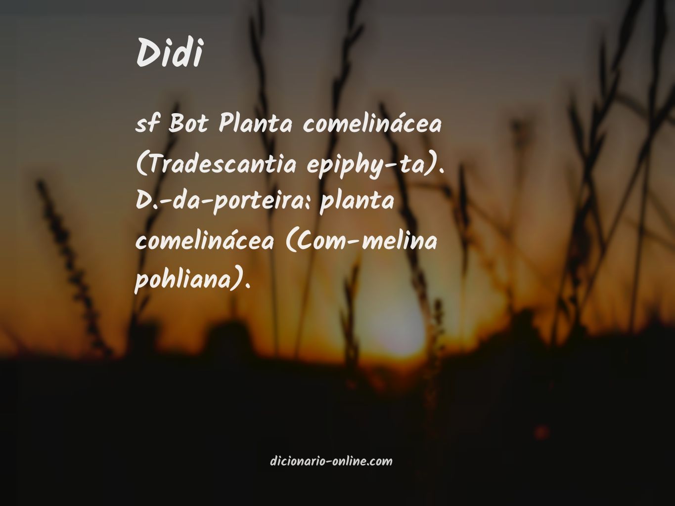 Significado de didi