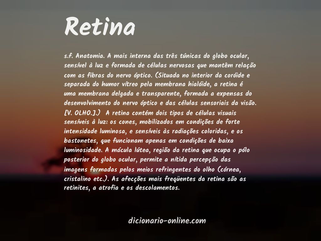 Significado de retina
