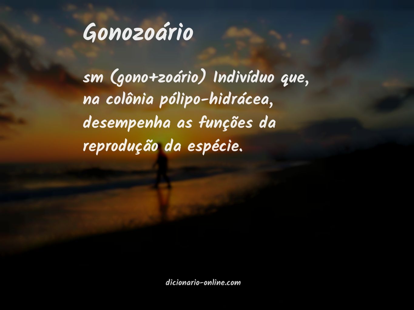 Significado de gonozoário