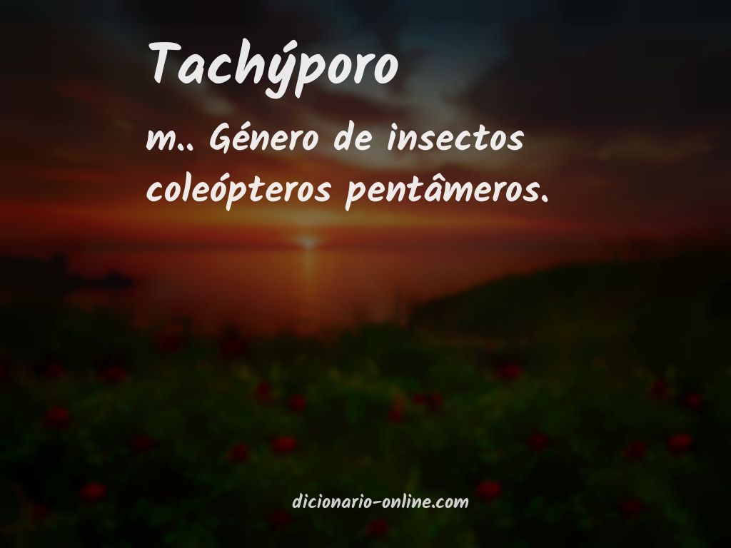 Significado de tachýporo