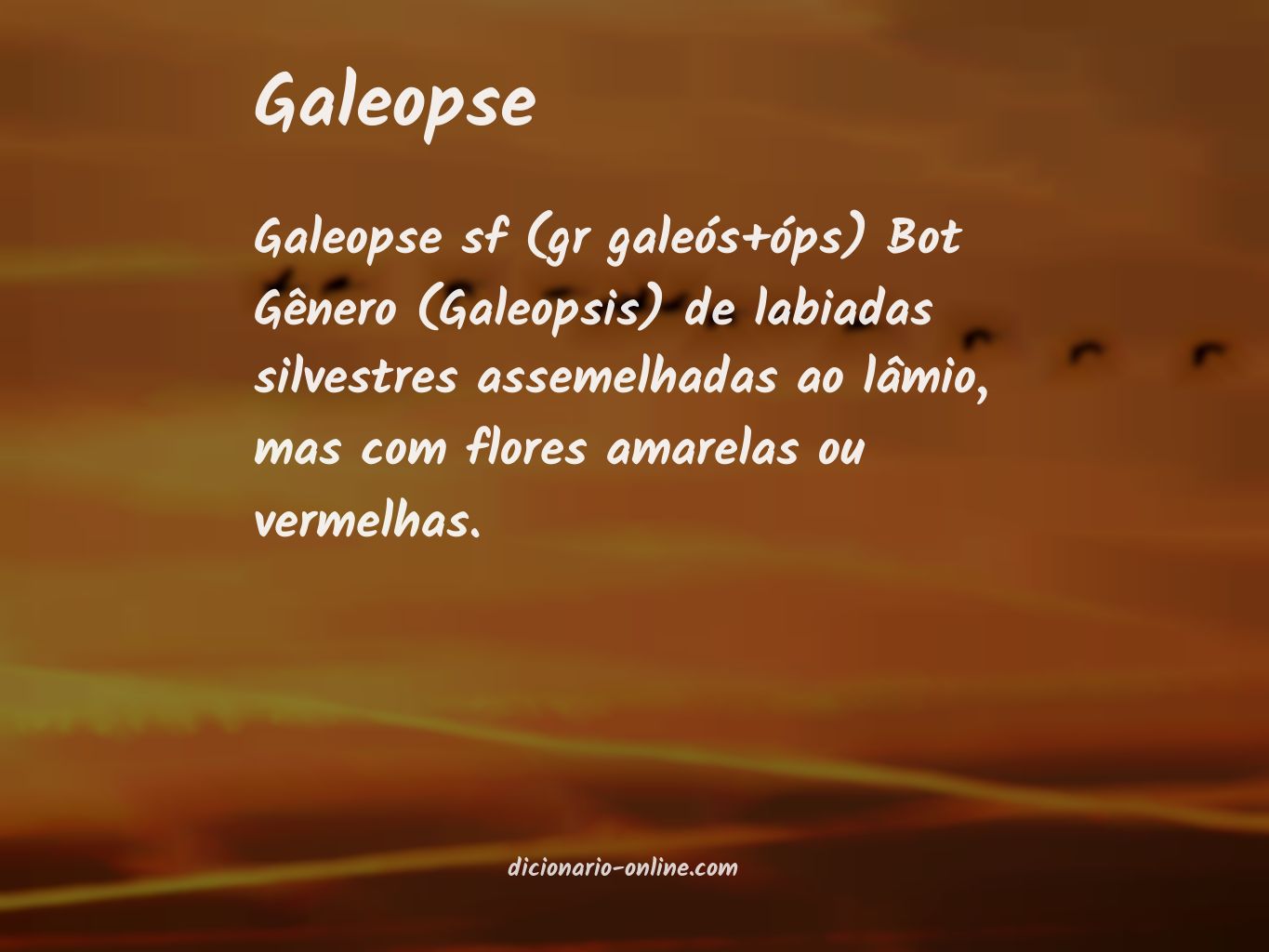 Significado de galeopse
