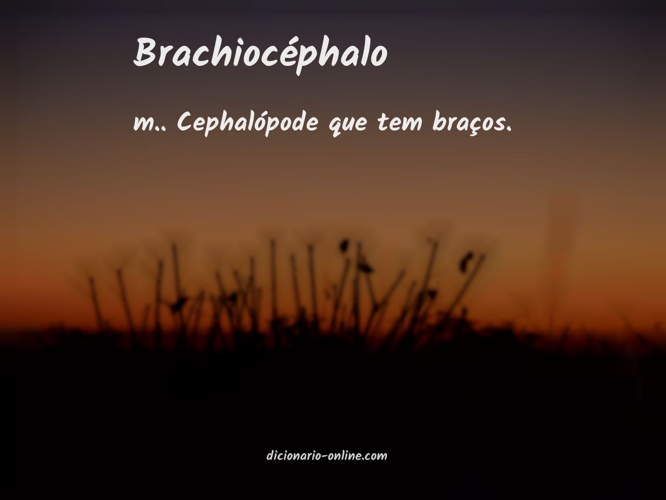 Significado de brachiocéphalo