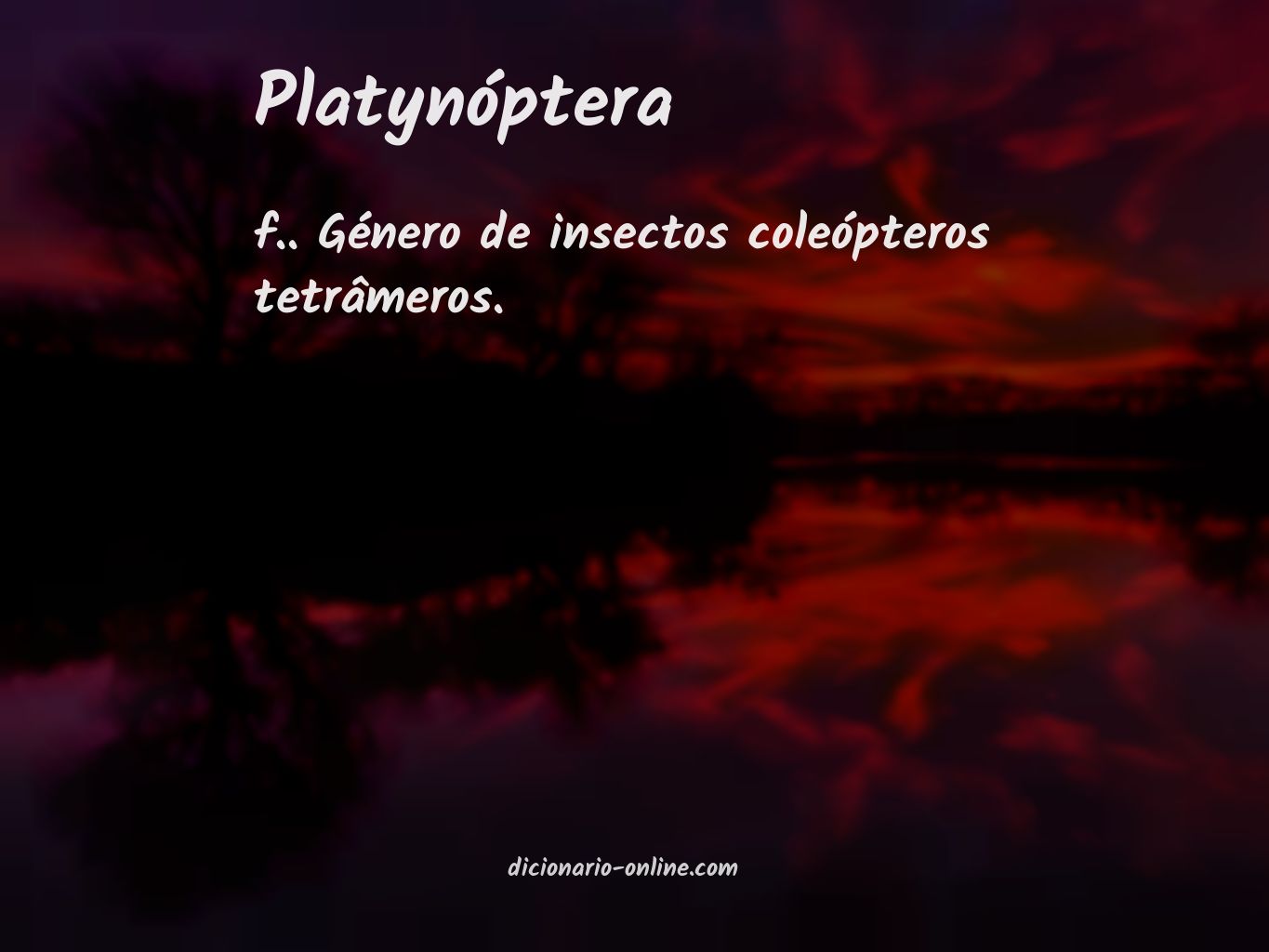 Significado de platynóptera