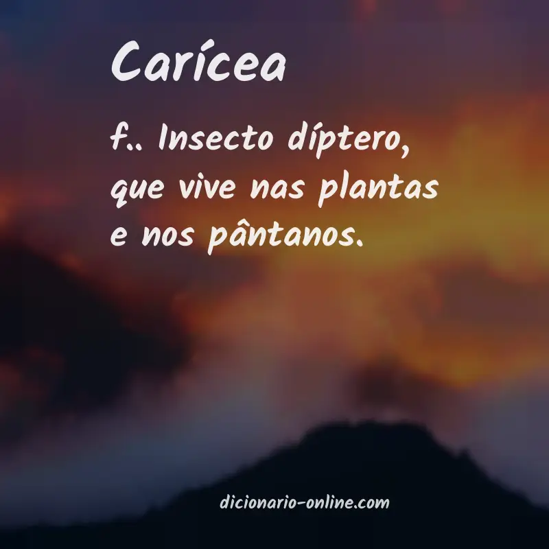Significado de carícea