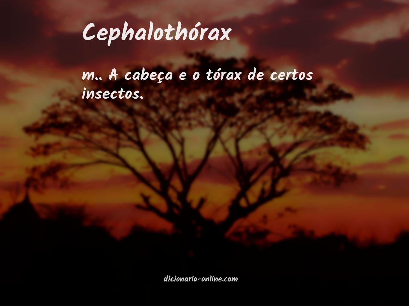 Significado de cephalothórax