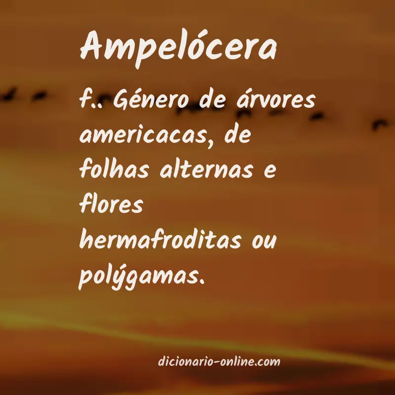 Significado de ampelócera