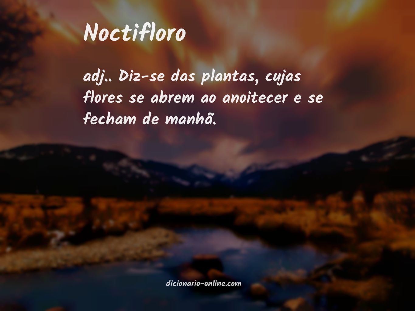 Significado de noctifloro