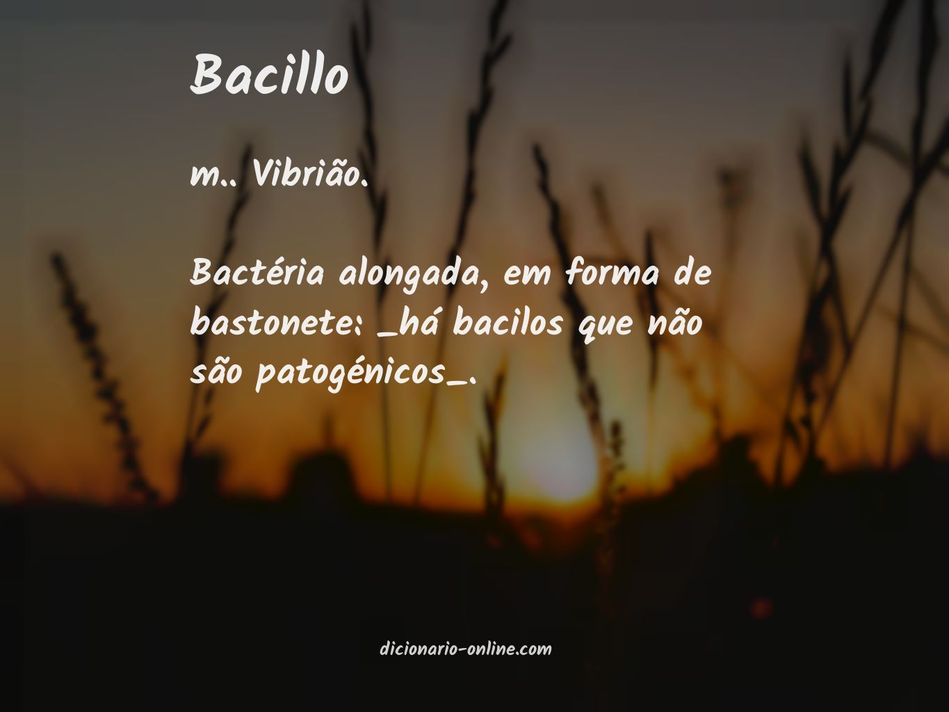 Significado de bacillo