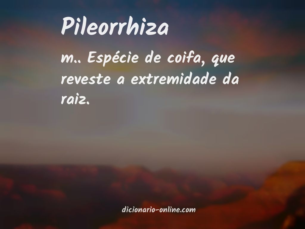 Significado de pileorrhiza
