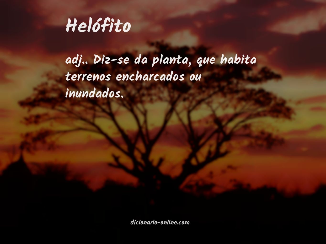 Significado de helófito