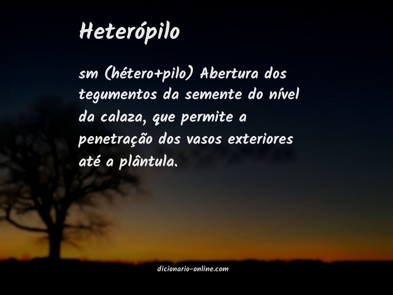 Significado de heterópilo