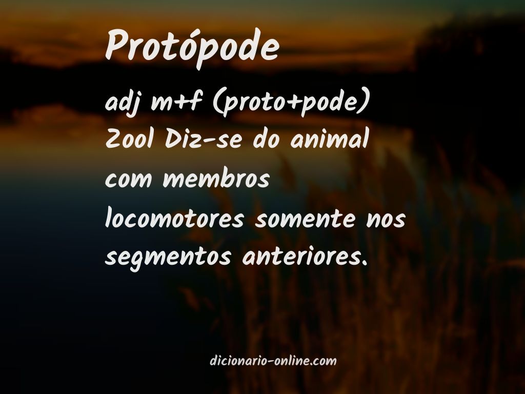 Significado de protópode