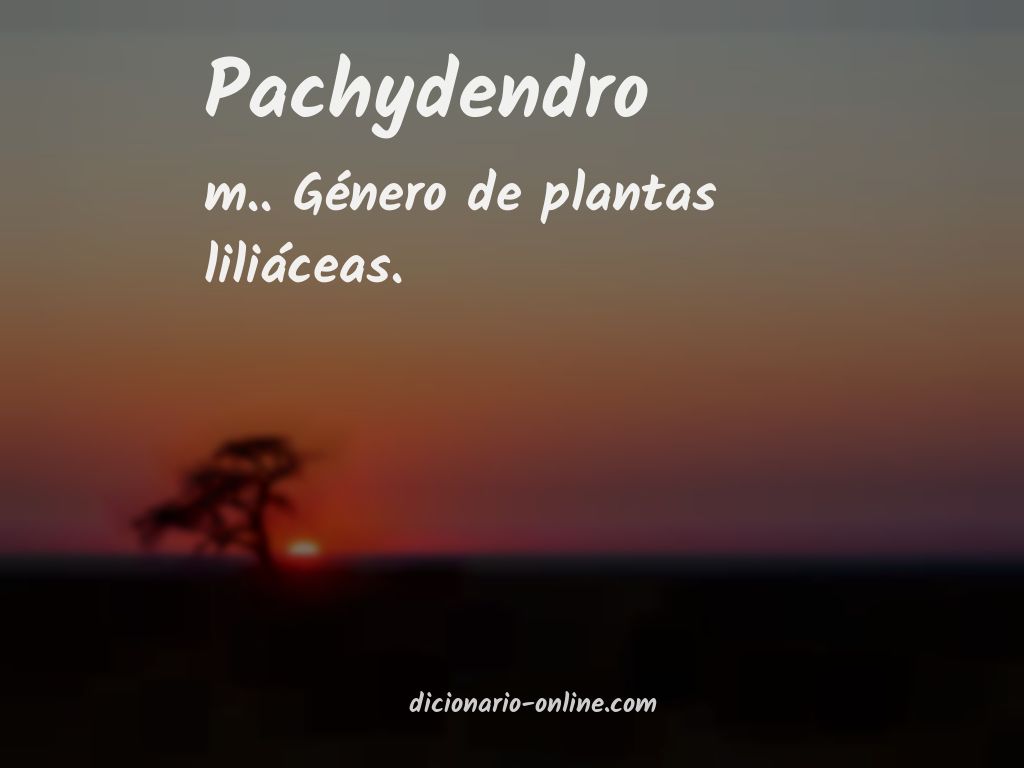 Significado de pachydendro